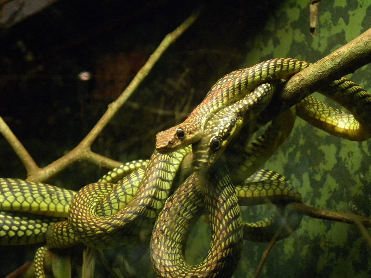 La isla de Estados Unidos que tiene más de dos millones de serpientes y amenaza el ecosistema La isla de Estados Unidos que tiene más de dos millones de serpientes y amenaza el ecosistema