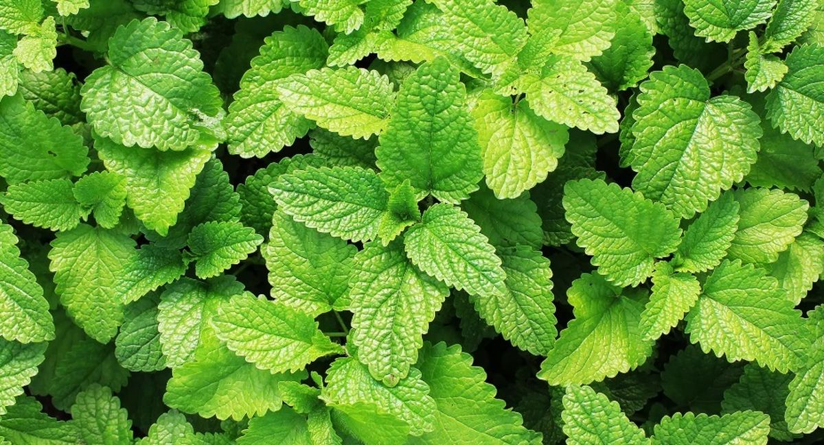 La menta es ideal para alejar a las arañas. La menta es ideal para alejar a las arañas.