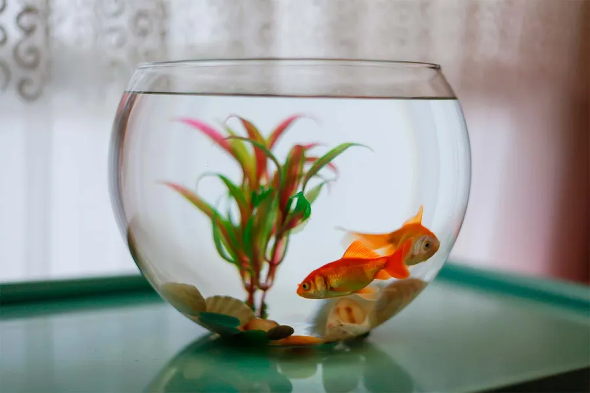 Si tienes una pecera cerca de tu wifi, será mejor que la alejes. Si tienes una pecera cerca de tu wifi, será mejor que la alejes. 