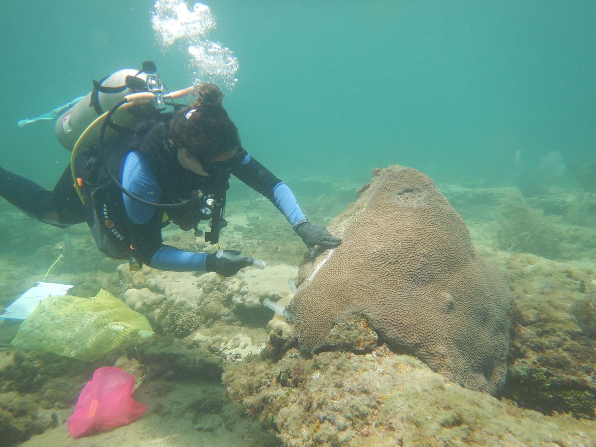 La enfermedad mortal que amenaza los corales y puede cambiar para siempre los océanos