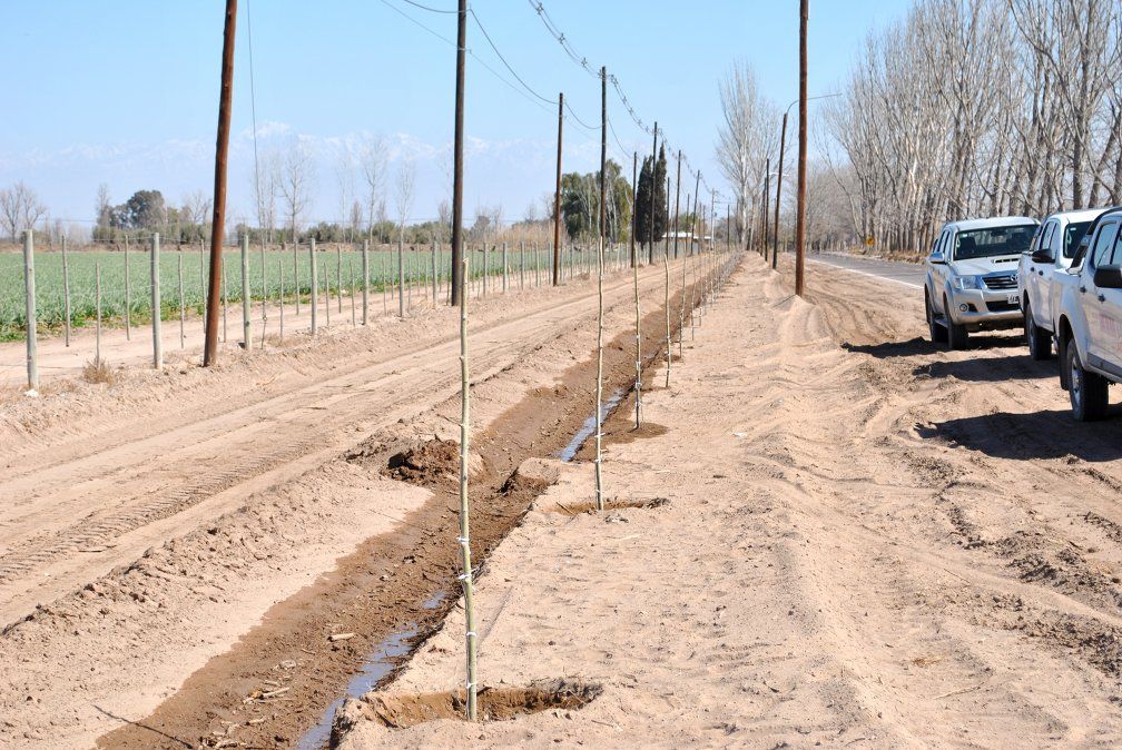 Árboles recien plantados en el Este.