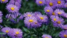 Nombre botánico de la planta: Especies de Symphyotrichum.