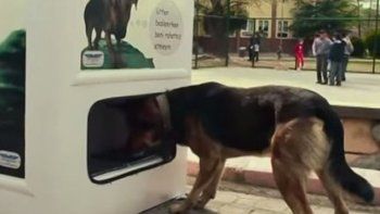 En Turquía colocaron máquinas para alimentar a perros y gatos de la calle