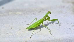 Si ves una mantis religiosa rondando tu casa te contamos qué significa y por qué es bueno Si ves una mantis religiosa rondando tu casa te contamos qué significa y por qué es bueno