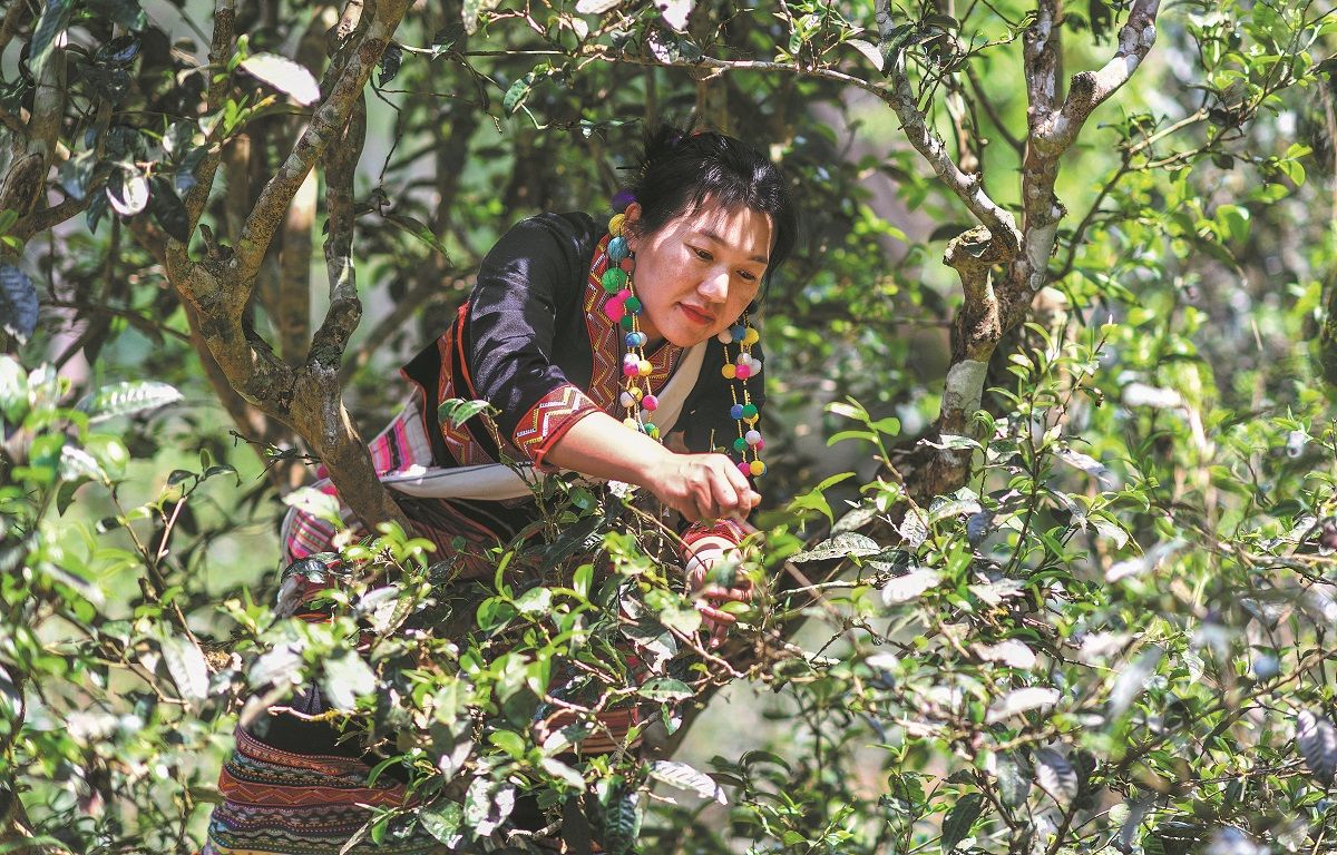 Una agricultora de la etnia blang recolecta hojas de té en la montaña Jingmai, Pu’er, provincia de Yunnan. PARA USO DE CHINA DAILY.