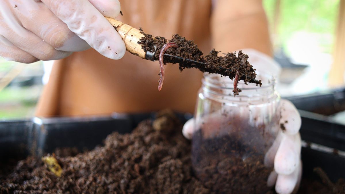 Beneficios del humus de lombriz para el árbol de Jade