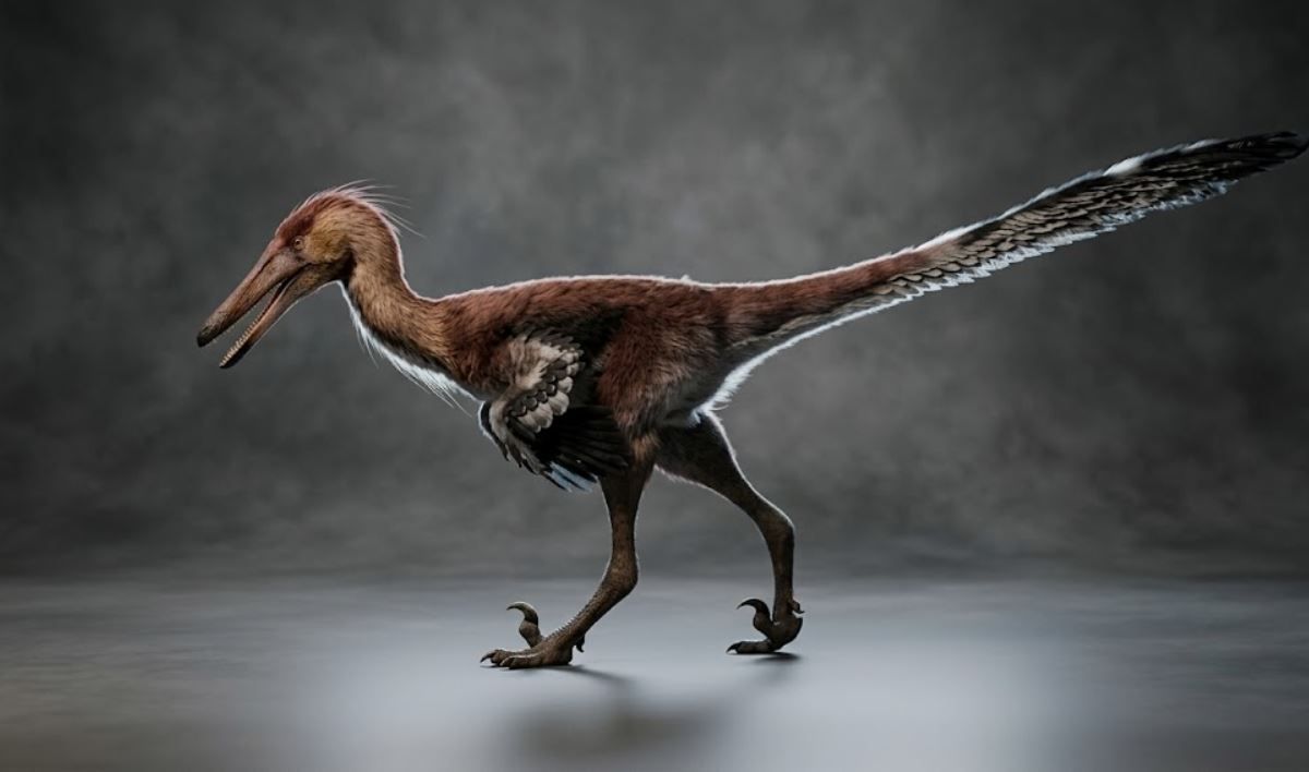 La nueva especie fue bautizada Kank australis y sus restos fueron encontrados en las cercanías de El Calafate. Foto: Gobierno de Santa Cruz&nbsp;