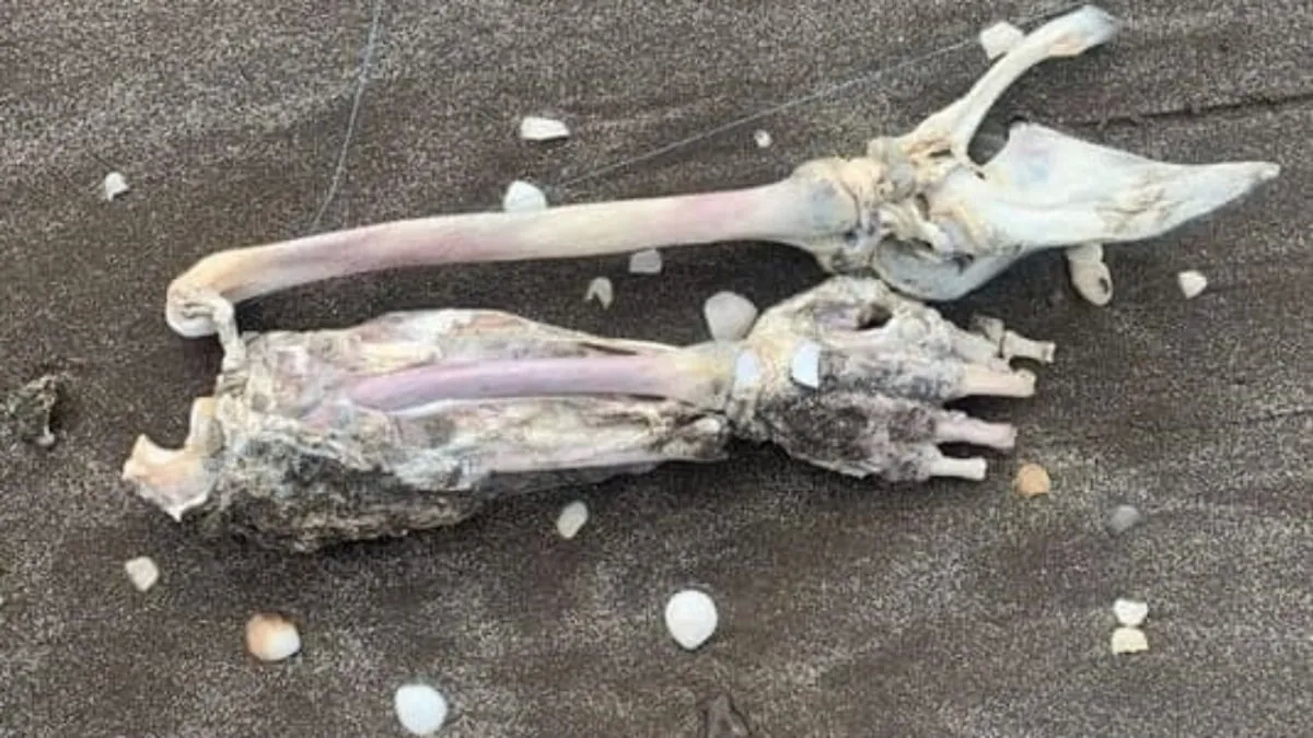 Un turista fue a pescar y sacó del agua restos de un brazo humano.&nbsp;