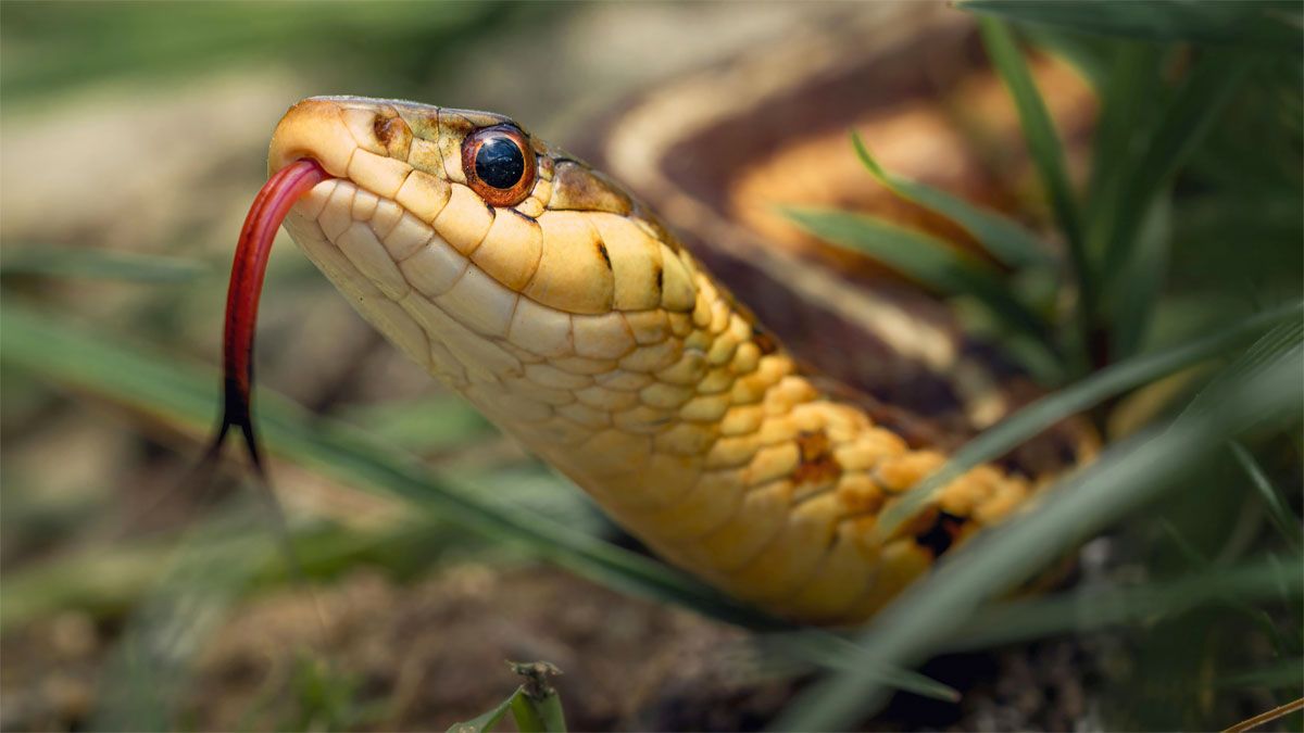 La aparición de víboras en los sueños tiene muchos signicados.