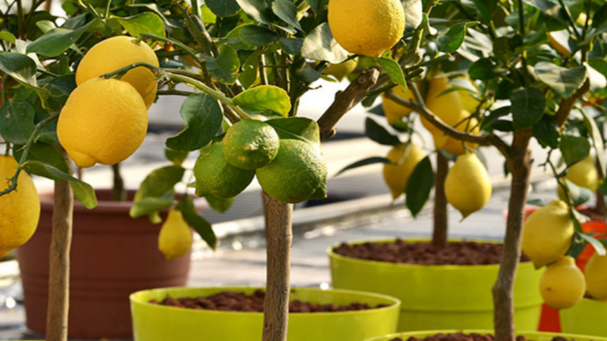 La famosa especia que debes agregarle a tu limonero para que estalle de frutos en pocos días La famosa especia que debes agregarle a tu limonero para que estalle de frutos en pocos días