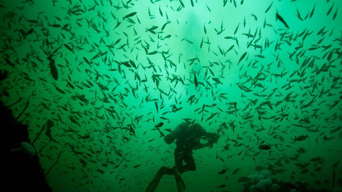 Captó los VIDEOS más IMPACTANTES de una BALLENA por ERROR