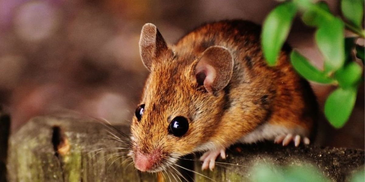 La presencia de ratas en el jardín puede ser un problema para tus plantas La presencia de ratas en el jardín puede ser un problema para tus plantas