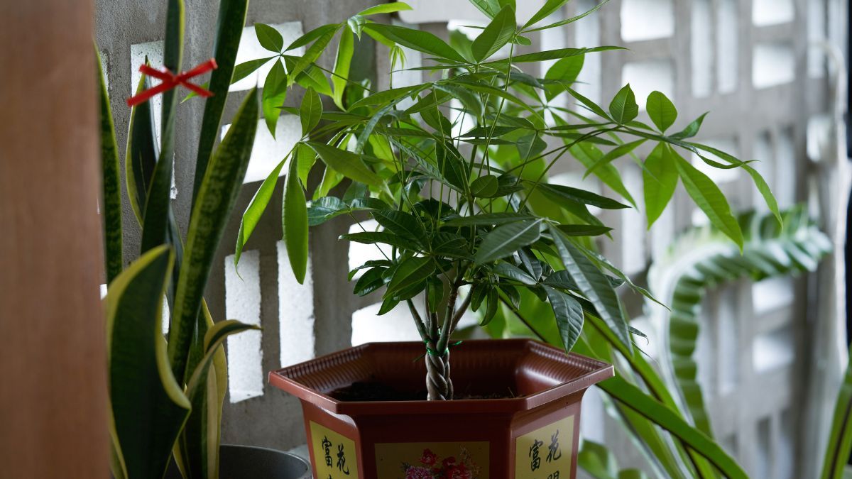 Esta planta tiene nobles propiedades energéticas y es de fácil cuidado.