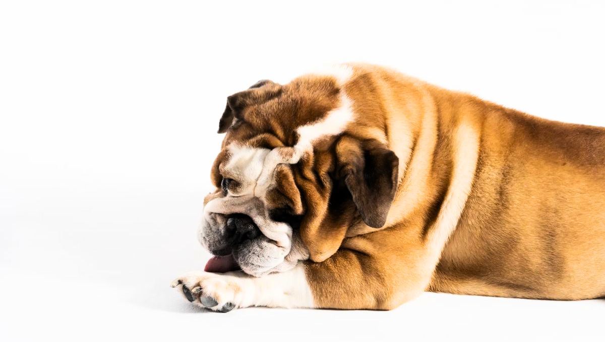 Cuando un perro se lame mucho sus patas no es un comportamiento normal