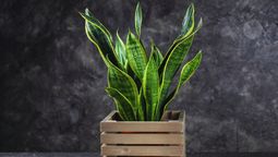 Aquí debes colocar tu lengua de suegra o sansevieria.