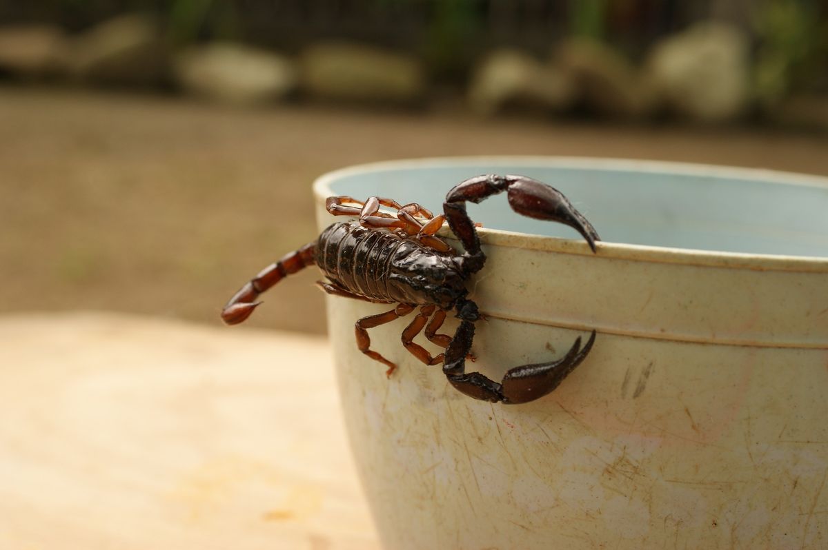 Alacranes: cómo hacer para prevenir su ingreso a casa y qué hacer ante una picadura Alacranes: cómo hacer para prevenir su ingreso a casa y qué hacer ante una picadura