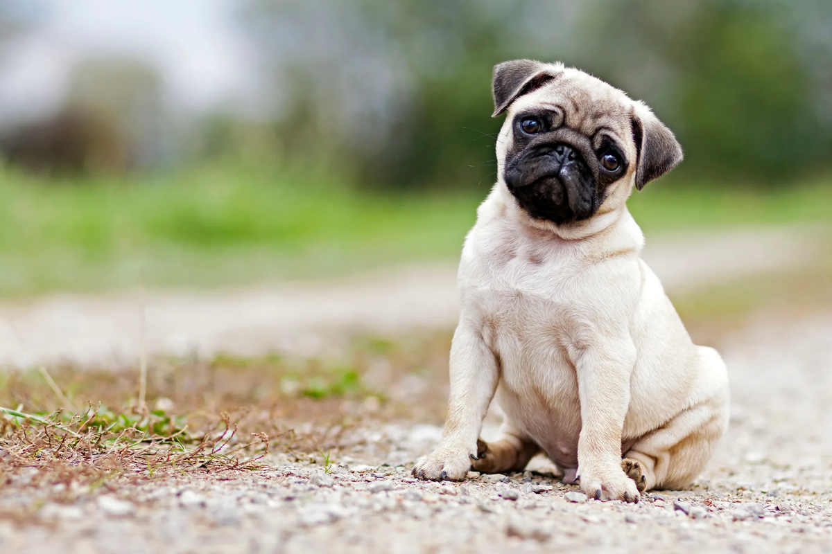 Carlin o pug, tìpico perro de compañía. Carlin o pug, tìpico perro de compañía.