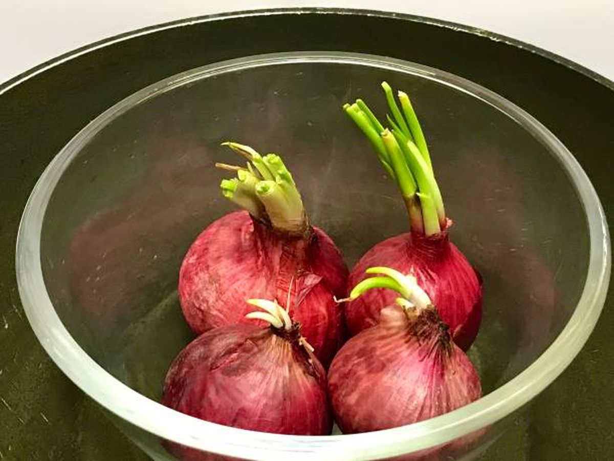 Evitá que le salgan brotes a la cebolla con este truco. Evitá que le salgan brotes a la cebolla con este truco.