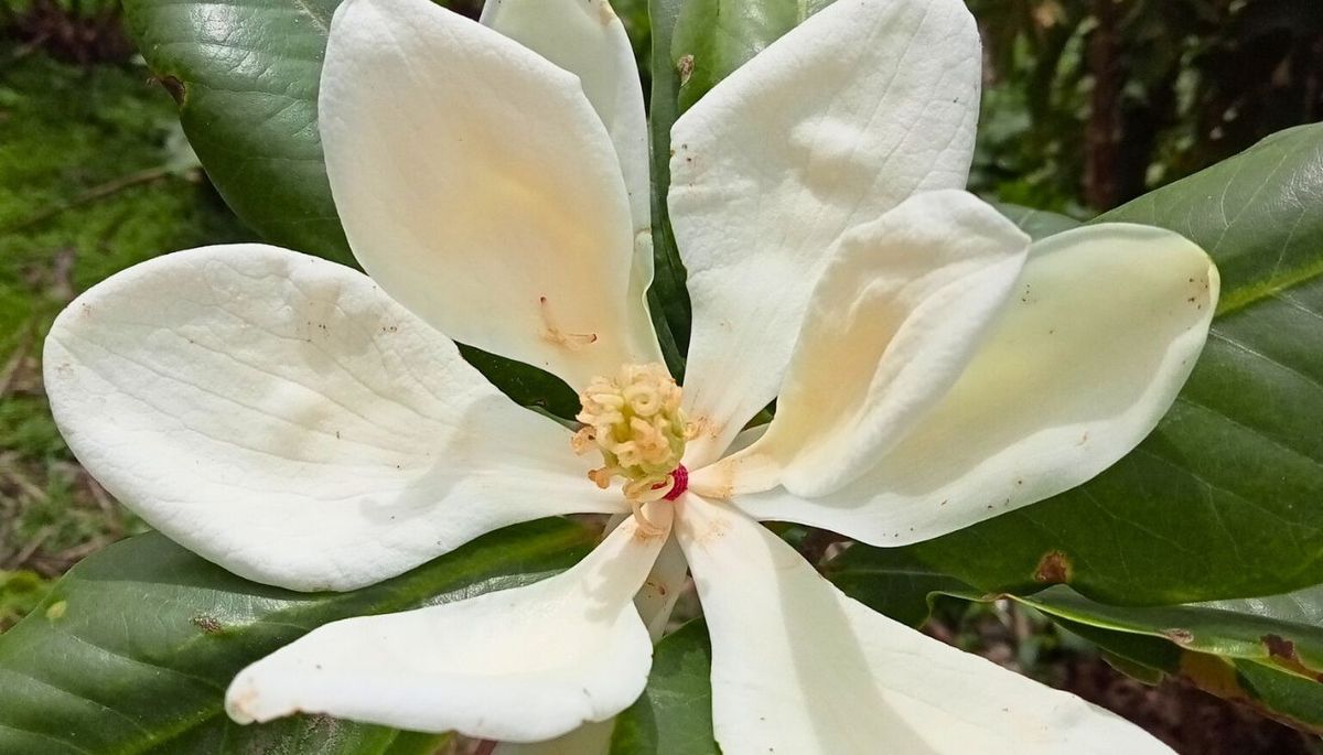 El árbol de magnolias requiere pocos cuidados. Imagen: Pixabay El árbol de magnolias requiere pocos cuidados. Imagen: Pixabay