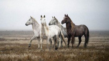 Todos los caballos salvajes del mundo se han extinguido