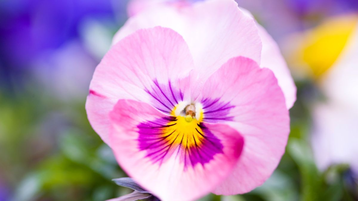 Pensamiento. Pensamiento.