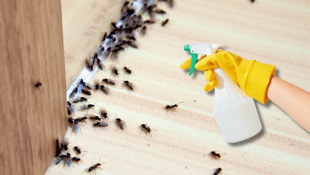 Usando un chorro de vinagre: 3 insectos que puedes mantener alejados de la casa