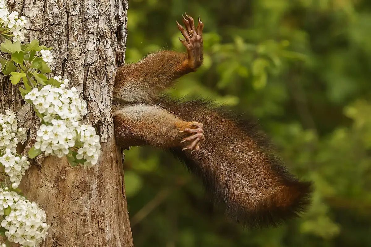 La ardilla se convirtió en la mejor fotografía del mundo animal La ardilla se convirtió en la mejor fotografía del mundo animal