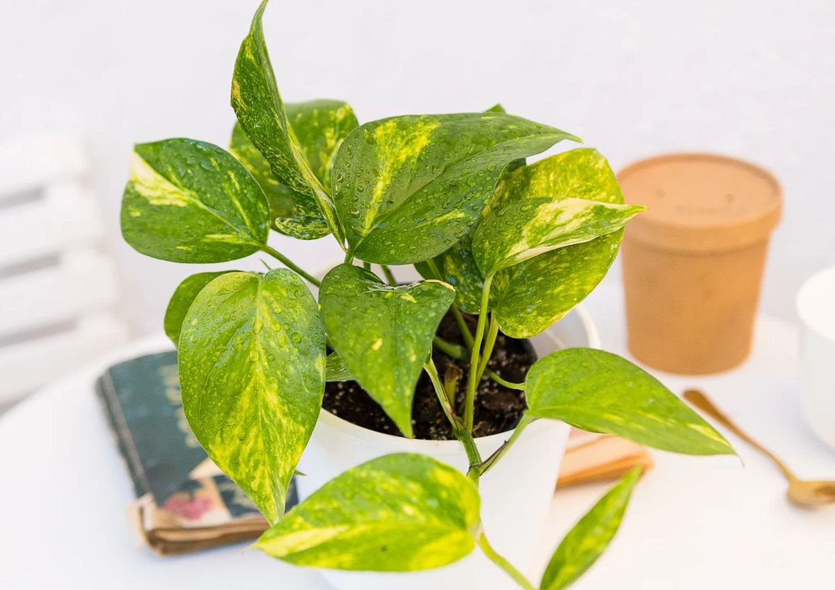 Cómo favorecer el crecimiento de tu potus 