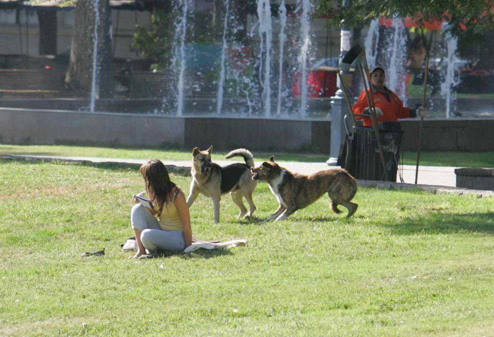 La situación de los perros peligrosos volvió a foja cero