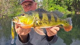 hace mas de 50 anos soltaron peces para pesca deportiva: hoy esa especie ha eliminado gran parte de los peces nativos