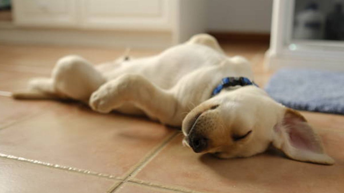 Qué significa que un perro se acueste panza arriba en casa y por qué es una buena señal Qué significa que un perro se acueste panza arriba en casa y por qué es una buena señal