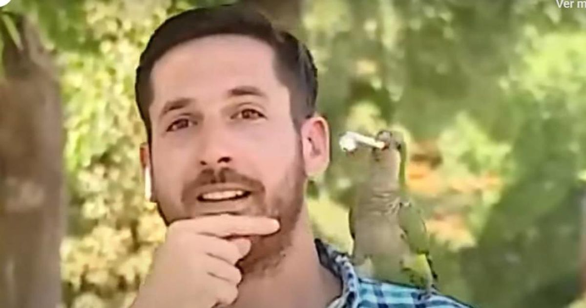 Loro ladrón. Video: un loro "asaltó" a un periodista al aire.
