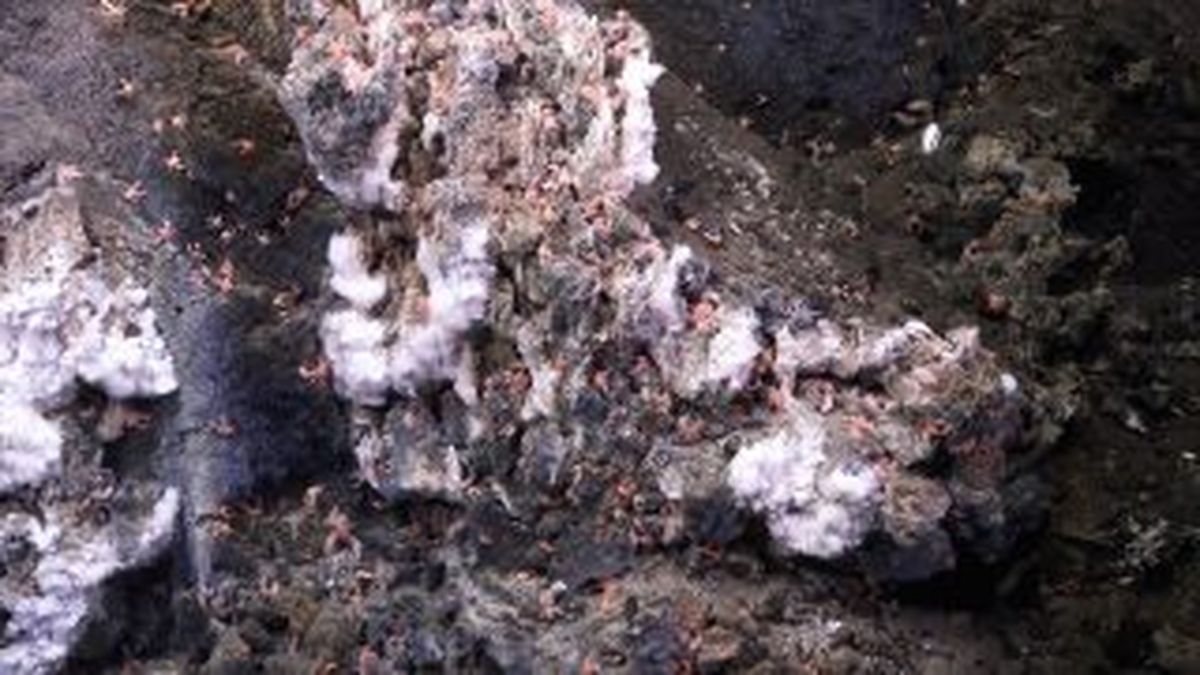 Se realiz&oacute; una gran investigaci&oacute;n de la mano del CONICET.