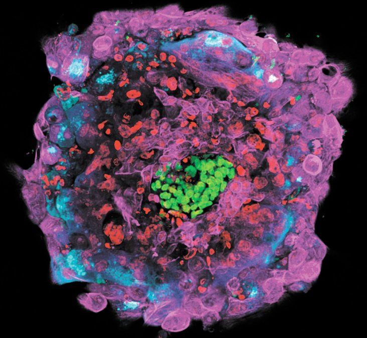 La imagen muestra a un embri&oacute;n de 12 d&iacute;as tras la fertilizaci&oacute;n in vitro.