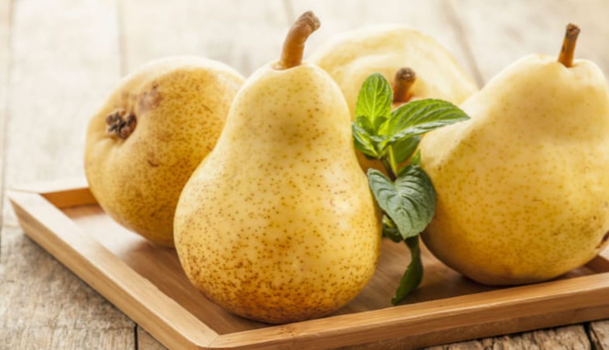 Beneficio de comer pera, aliada ideal de diabéticos y cardíacos. Beneficio de comer pera, aliada ideal de diabéticos y cardíacos.