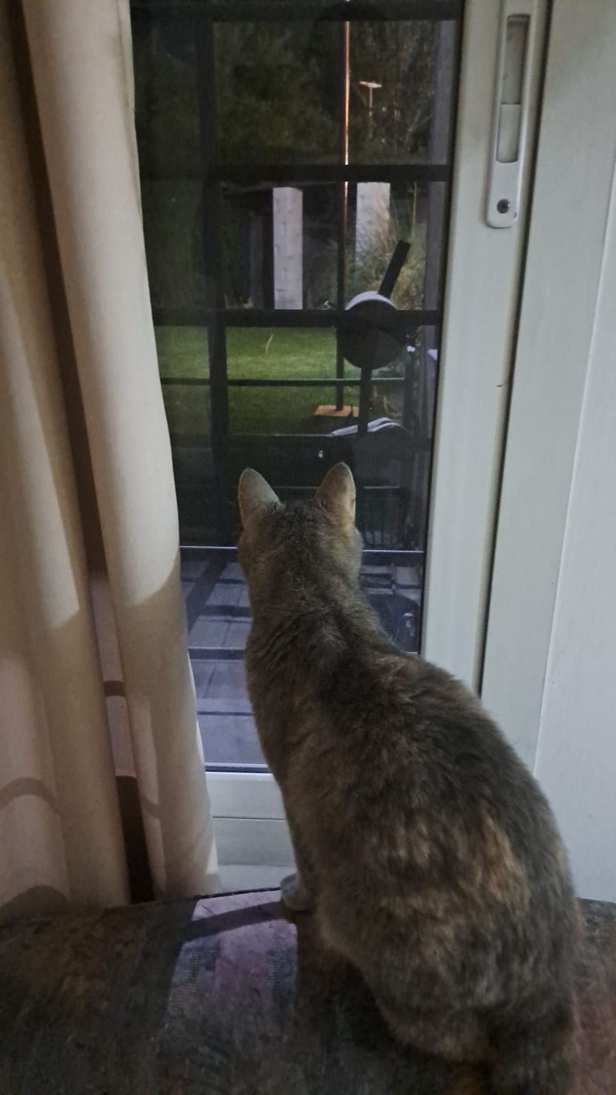 Afuera llueve. Adentro, Olivia pispea. Afuera llueve. Adentro, Olivia pispea.