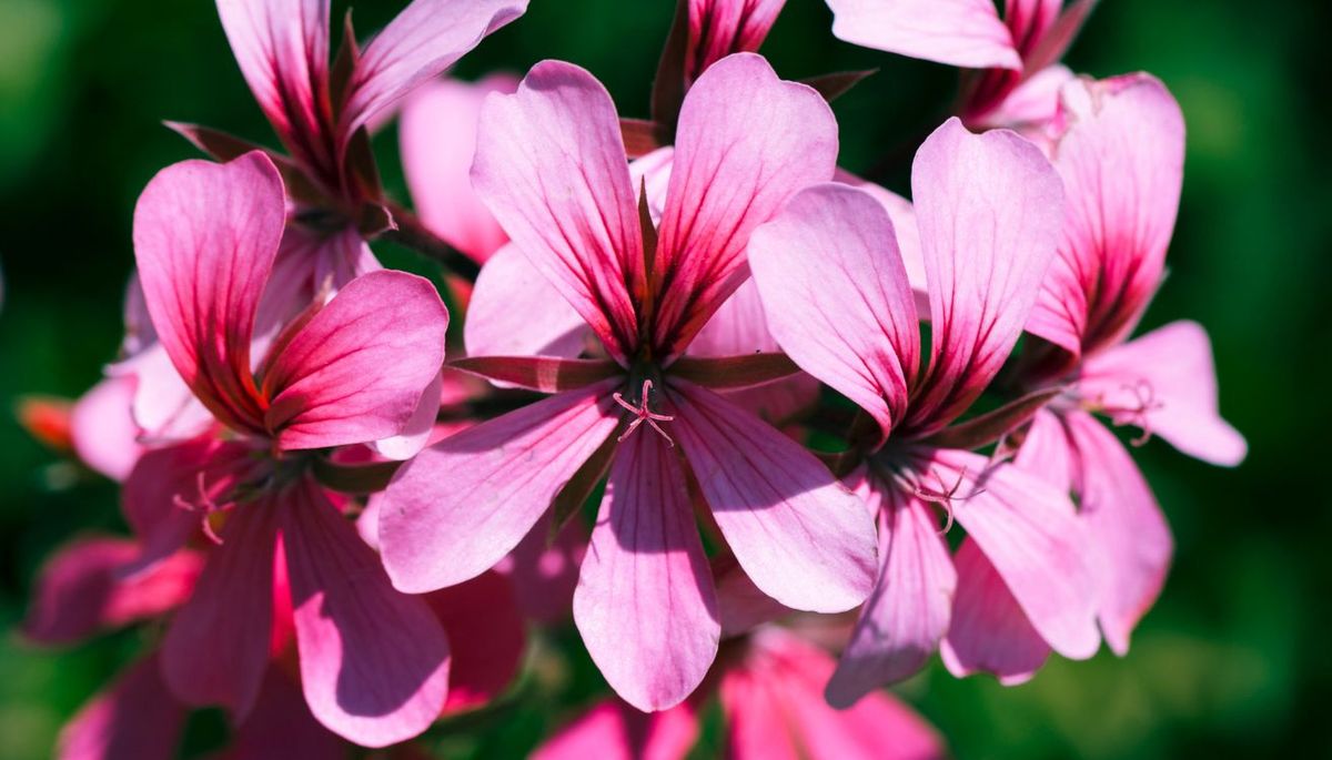 Si quieres mejorar el aspecto de la planta, quita las hojas secas y las flores marchitas. Imagen: Pexels. Si quieres mejorar el aspecto de la planta, quita las hojas secas y las flores marchitas. Imagen: Pexels.