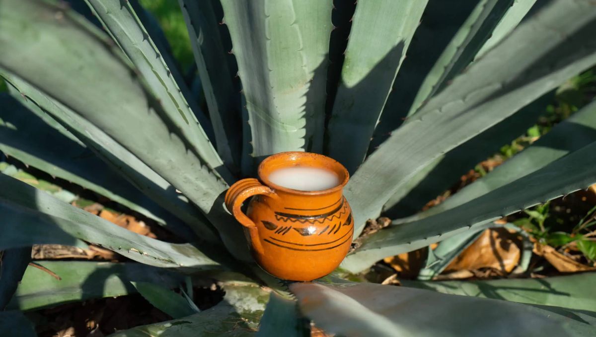 Cómo hacer pulque, la bebida espiritual de los dioses