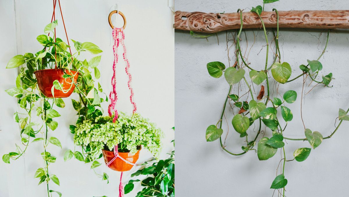 7 ideas creativas para decorar tu casa con plantas de potus colgantes