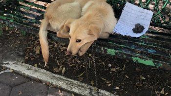 Boston, el perro que abandonaron junto a una nota reveladora