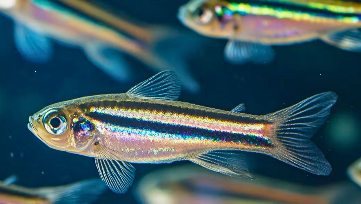 El pez cebra es uno de los modelos m&aacute;s utilizados para el estudio de regeneraci&oacute;n de tejidos.