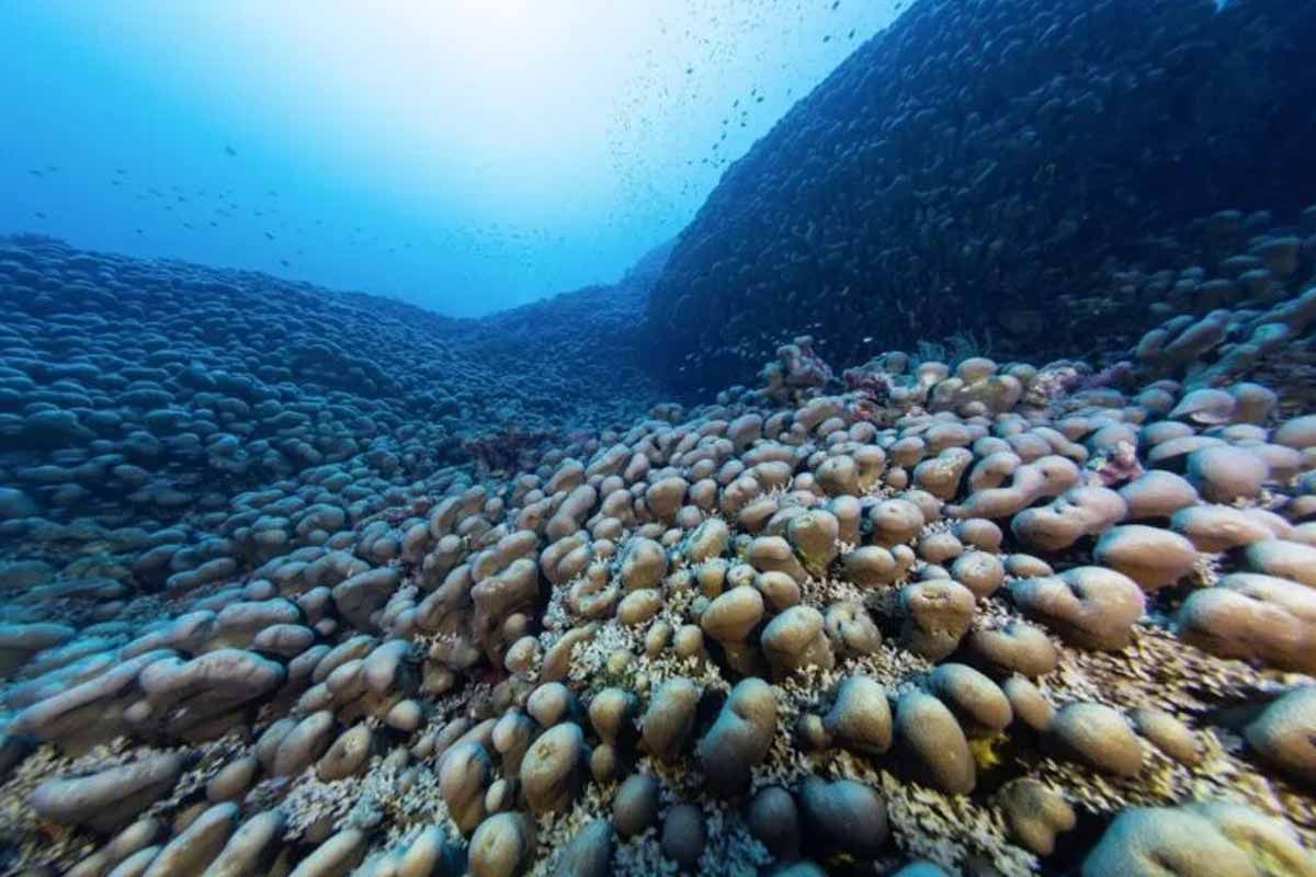 Los corales están vivos desde la época de Napoleón. Los corales están vivos desde la época de Napoleón.