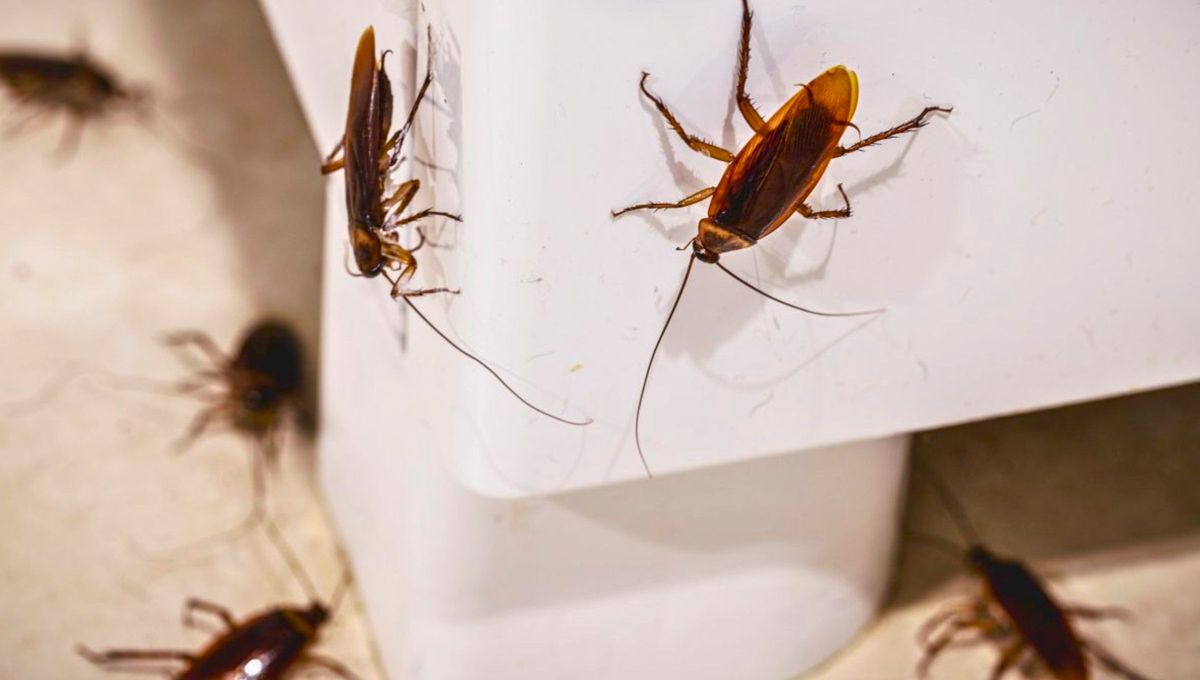 Si una plaga de cucarachas llegó a tu casa, te contamos qué significa y por qué podría estar escondida. Fuente: Arod