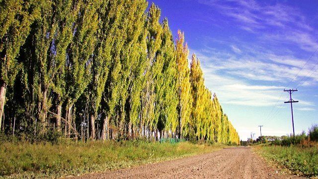 Alvear: subsidios para implantación de forestales