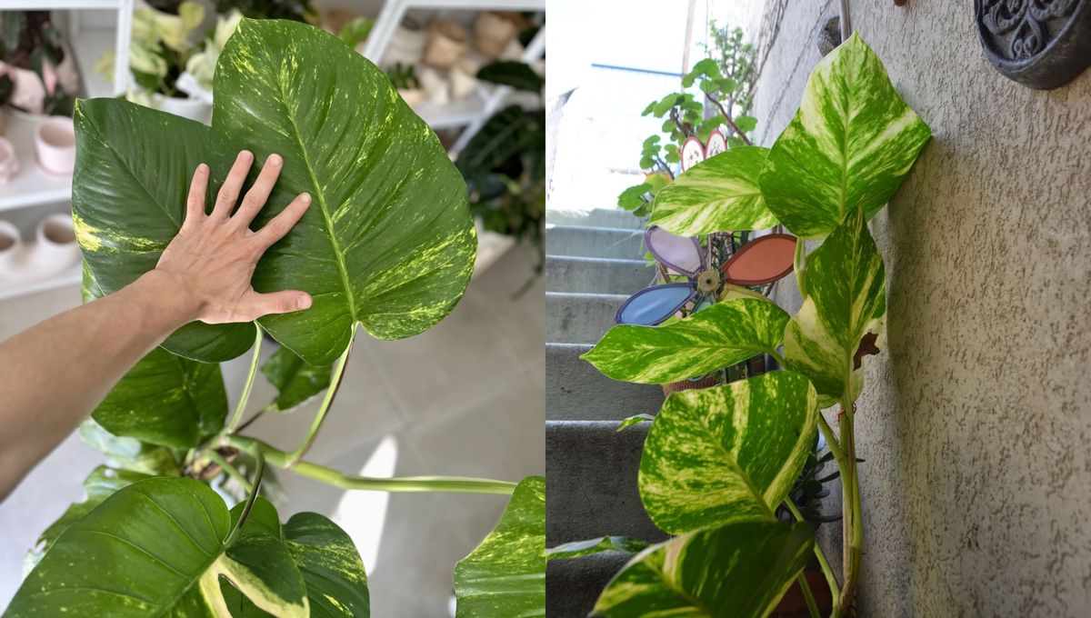 Qué hace falta para tener un potus gigante de hojas siempre verdes