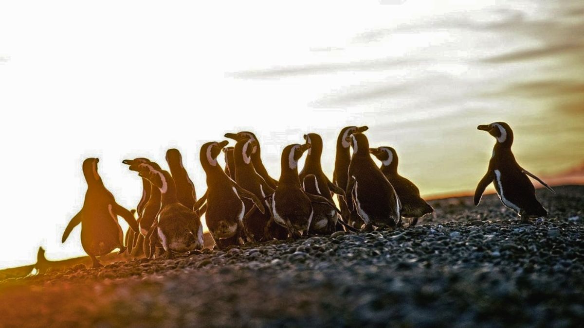 Los pingüinos de Magallanes son un destacado en este pueblo. Los pingüinos de Magallanes son un destacado en este pueblo.