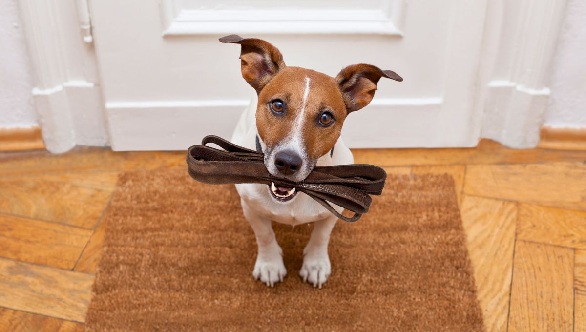 Perros más contentos y sanos