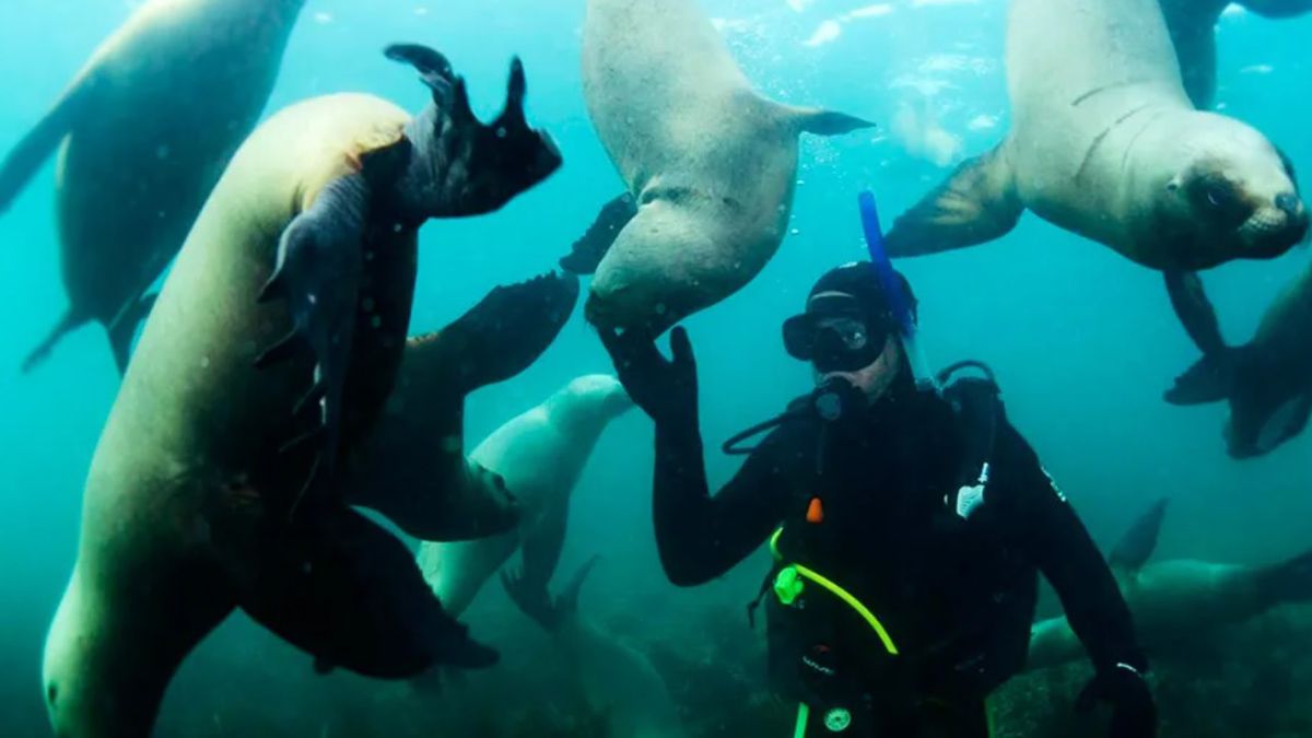 El buceo en Puerto Madryn es una de las actividades preferidas de los turistas argentinos y extranjeros El buceo en Puerto Madryn es una de las actividades preferidas de los turistas argentinos y extranjeros