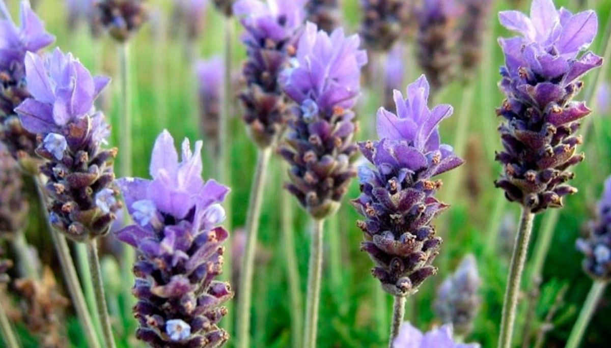 Lavanda: ¿qué significa tener una planta de lavanda en casa?