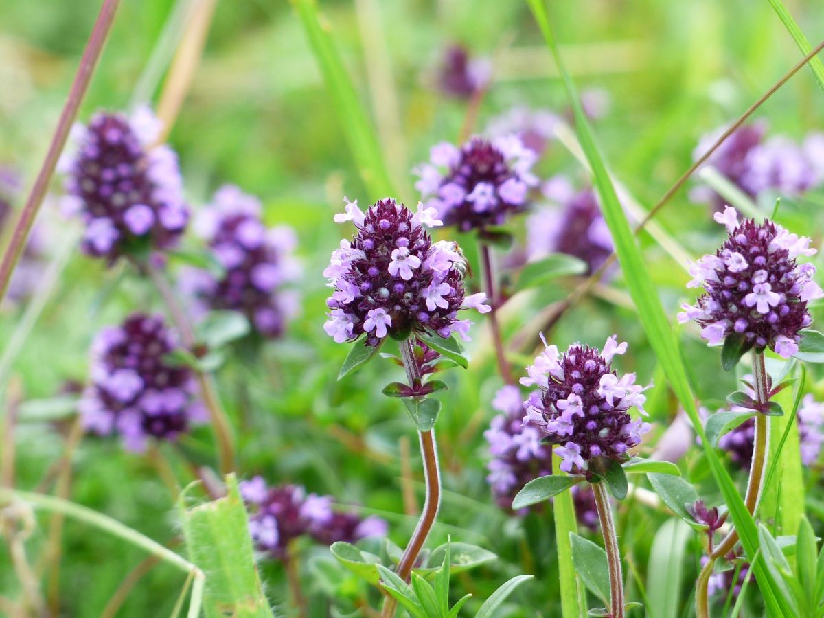 Esta plantaa aromática es muy utilizada en la gastronomía. Imagen: Freepik
